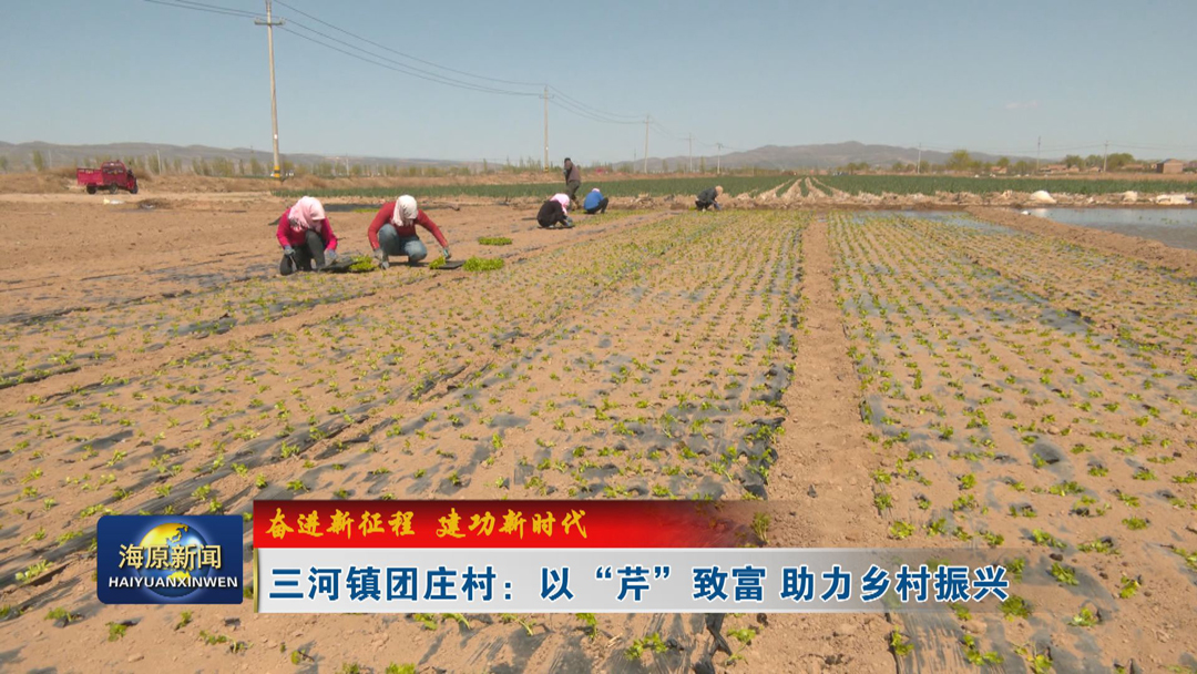 【奋进新征程 建功新时代】三河镇团庄村：以 “芹” 致富 助力乡村振兴